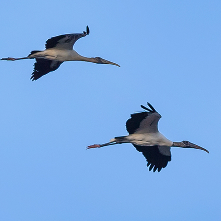 A group of Wood Storks flew over the reservoir. 