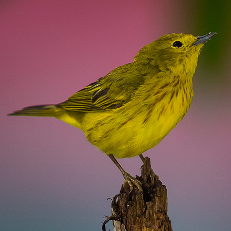 A Yellow Warbler forages for insects. A tennis court in the background provided this unique look.
