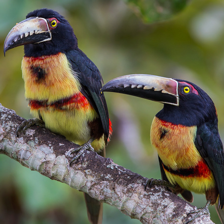 A happy couple; the male (left) and female (right) Collared Aracaris  seemed to enjoy posing for me