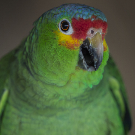 A happy Red-lored Parrot who made his home in the rafters of an open-air restaurant. 