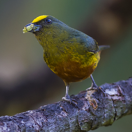 This little fellow is an Olive-backed Euphonia, a first for me!