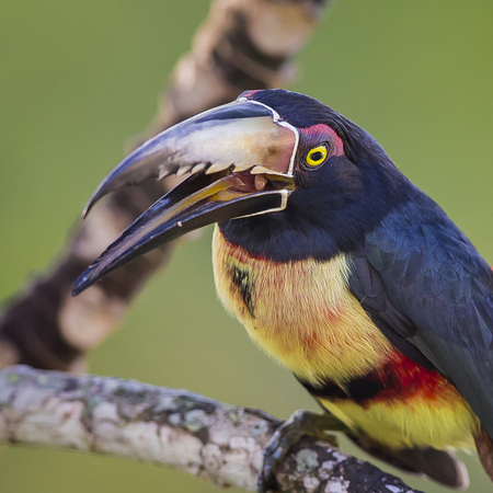 Here's that Aracari toucan again- look at that tongue!!