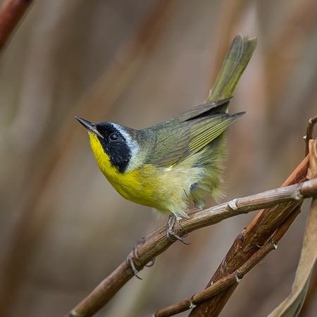 Common Yellowthroats are one of the many "Neotropical Migrants" that pass through Possum Point between their wintering and breeding territories. What do you think the probability is that this is the same individual I photographed in Alexandria, Virginia? 