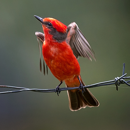 I was thrilled to have the chance to share a few moments with this  fellow.
(Vermilion Flycatcher 3)