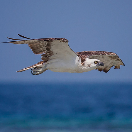 We took a day out on the Belize Barrier Reef. Out in the middle of nowhere was a beautiful Osprey- the resident, non-migratory subspecies of the Caribbean Islands (Pandion haliaetus ridgwayi)