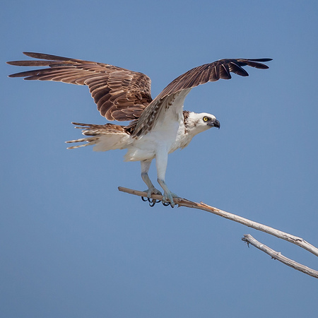 I find the Caribbean Islands Osprey quite handsome! The  subspecies looks pale in comparison, with more white & fewer brown contour feathers, and a weak eye mask relative to the other subspecies.