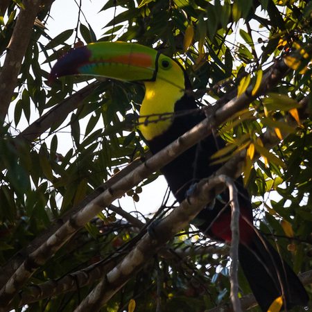 A Keel-billed Toucan at Flapdoodle Farm, the residence of the original (now retired) owners of Possum Point.