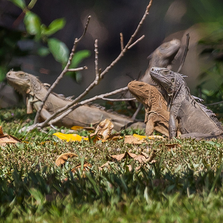 It's breeding season for the Green Iguanas- the females lay their eggs in communal nest sites like the one at the end of Possum Point