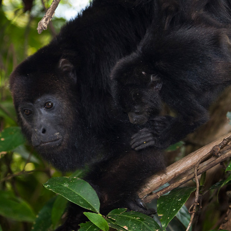 Here's a mother Howler with her 5-month-old baby clinging to her side.