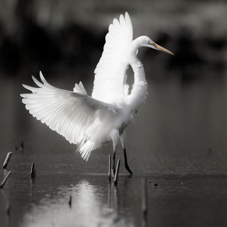 Great Egret (Gallery: District of Columbia)
