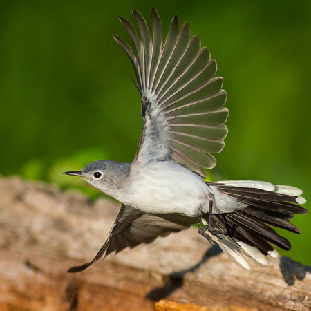 A Blue-gray Gnatcatcher spreads its wings just as I snap the photo.

District of Columbia 
Rock Creek Park "Maintenance Yard"
 
September 2012