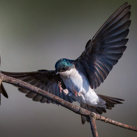 Tree Swallows (Huntley Meadows Park, Alexandria)