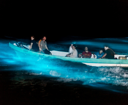 The tour boat drives through the lagoon- the faster the boat goes, the bigger the wake and brighter the luminescence!
