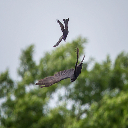 Common Grackles do not like Crows, either. 