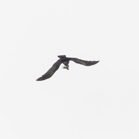 Not the best photo, but here's a great illustration of why the Kestrels don't like having crows around. This crow is carrying a dead baby bird- one that the male Kestrel had caught! Crows are very smart, and quite opportunistic, and will steal food from predators when they get a chance. 