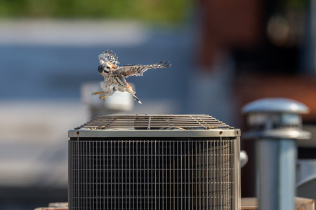 In what I can only describe as "play," the young Kestrel repeatedly jumps into the upward flow of HVAC exhaust, riding the wind much like an indoor skydiving system! 