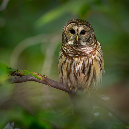 A Barred Owl, perched on a small tree in the understory of Rock Creek Park, peers through the leaves and branches back at me.

District of Columbia
October 2014