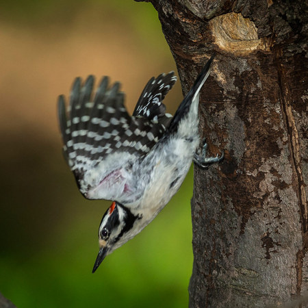 The male Hairy Woodpecker swiftly leaves the nest to hunt for more insect larvae.

District of Columbia 
Rock Creek Park "Maintenance Yard"

May 2015