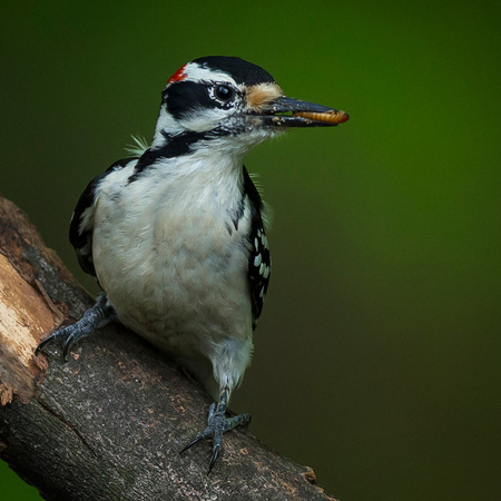 A breeding pair of Hairy Woodpeckers are busy feeding nestlings inside a tree cavity. The male holds a  mealworm in his bill, ready to feed one of the nestlings.

District of Columbia 
Rock Creek Park "Maintenance Yard"

May 2015