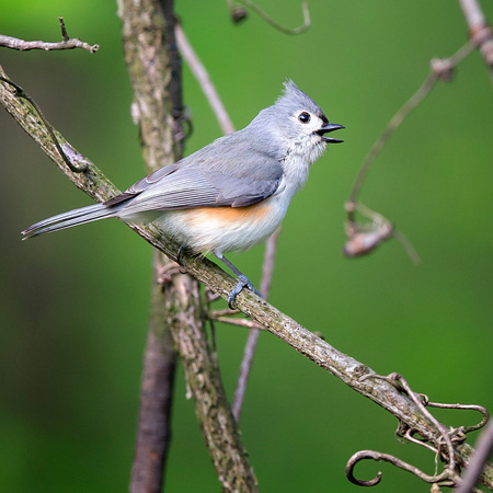 A Tufted Titmouse sings on a beautiful morning in early May.

District of Columbia 
Rock Creek Park "Maintenance Yard"

May 2015