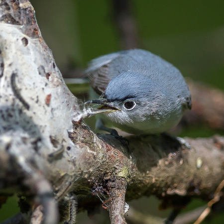 An Eastern Tent Caterpillar nest is a valuable resource for the diminutive Blue-gray Gnatcatcher. In addition to consuming the larvae, a breeding pair of Gnatcatchers uses the silk in nest construction

District of Columbia 
Rock Creek Park "Maintenance Yard"

May 2015