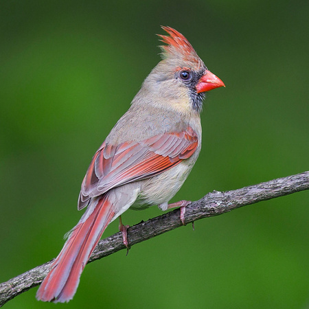 A "cooperative" female Northern Cardinal poses for the camera.

District of Columbia 
Rock Creek Park "Maintenance Yard"

May 2015