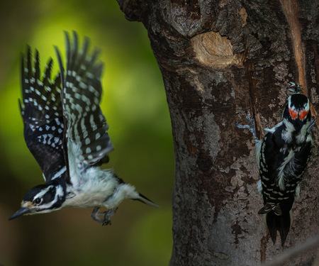 The  female Hairy Woodpecker leaves the nest as the male shows up with a bill full of flies. This was one of their "seamless" transitions. 

District of Columbia 
Rock Creek Park "Maintenance Yard"

May 2015