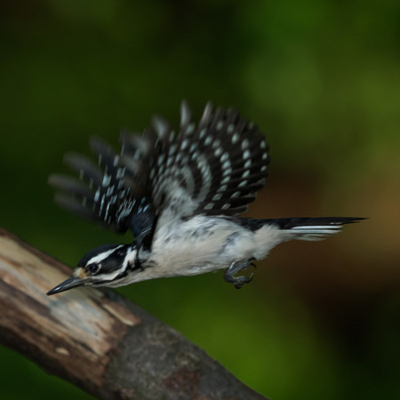 Another shot of the female Hairy Woodpecker as she leaves the nest. Unlike her mate, she tends to make quick stops in and out.

District of Columbia 
Rock Creek Park "Maintenance Yard"

May 2015