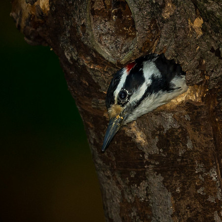 After dropping off food, this particular male Hairy Woodpecker has the peculiar habit of peering out of the tree cavity, sometimes for minutes at a time.

District of Columbia 
Rock Creek Park "Maintenance Yard"

May 2015