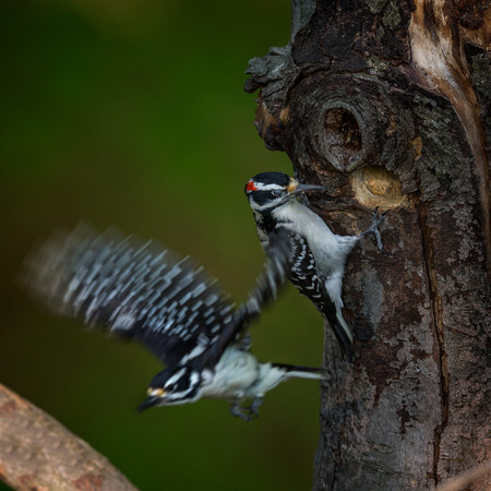 Birds aren't always the graceful creatures we idealize them to be. The male Hairy Woodpecker returned to the nest while his mate was still inside. Note how the male's eye is closed; the female had just smacked him in the face with her right wing as she left the nest to make room for him.

District of Columbia 
Rock Creek Park "Maintenance Yard"

May 2015