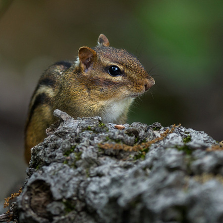 Eastern Chipmunk on a cloudy day

District of Columbia 
Rock Creek Park "Maintenance Yard"

May 2015