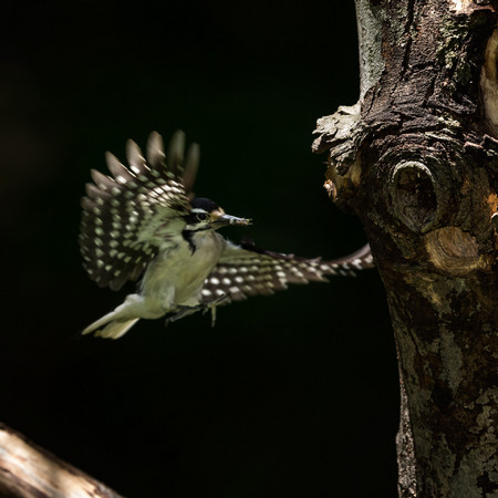 The female Hairy Woodpecker comes in for a landing.

District of Columbia 
Rock Creek Park "Maintenance Yard"

May 2015