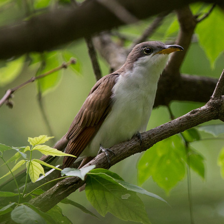 A Yellow-billed Cuckoo surprised me as I was watching the Woodpeckers.

District of Columbia 
Rock Creek Park "Maintenance Yard"

May 2015