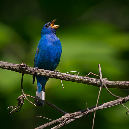 A male Indigo Bunting sings in the sun

District of Columbia 
Rock Creek Park "Maintenance Yard"

May 2015