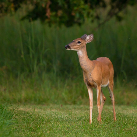 White tailed Deer at dusk (Centreville, VA)