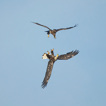 Two juvenile Bald Eagles spar in midair as an adult watches