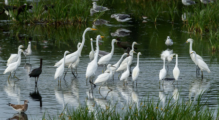 Snowy Egrets & Great Egrets surround a snapping turtle in their feeding area
