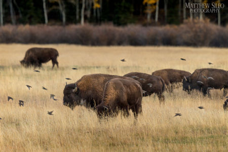 Bison and Sparrows