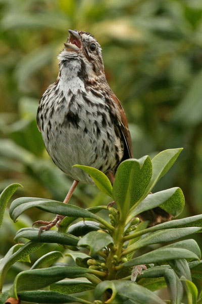 Song Sparrow (La Jolla)
