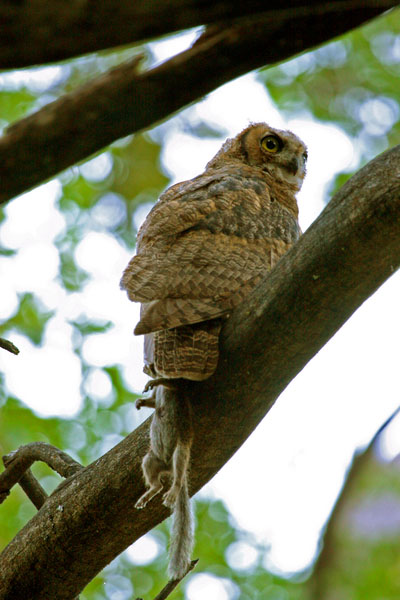 Great Horned Owl (Yosemite National Park)