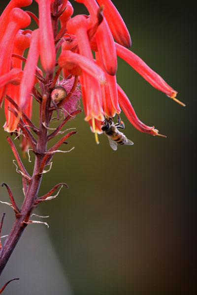 Honeybee (San Diego, California)