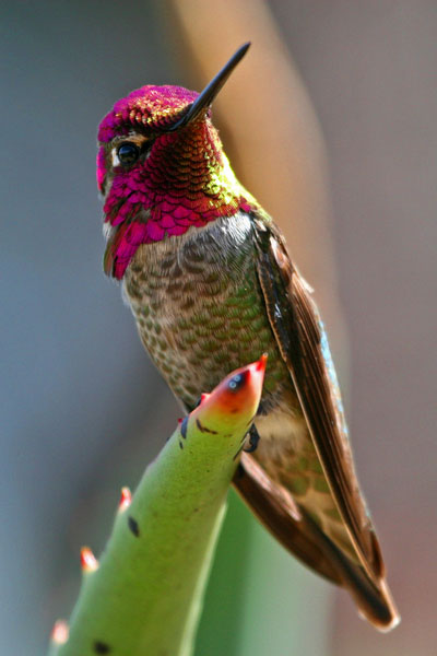 Anna's Hummingbird (2) (San Diego)