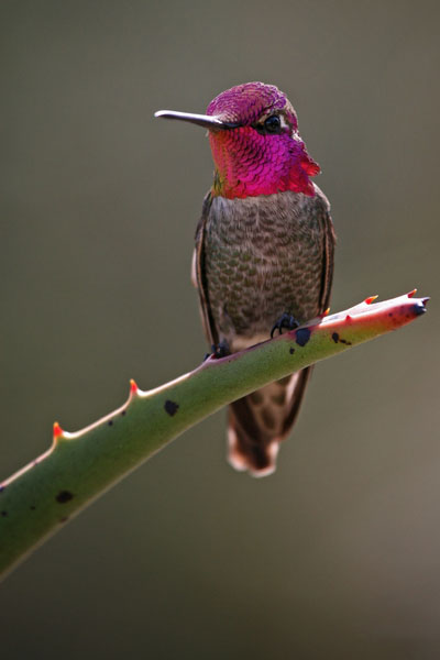 Anna's Hummingbird (3) (San Diego)