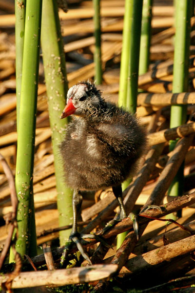 American Coot (San Diego)