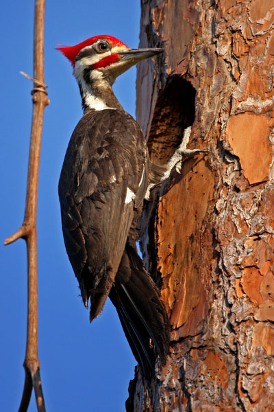 Pileated Woodpecker (1) (Everglades National Park)