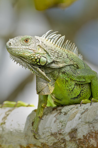 Green Iguana (2) (Belize)