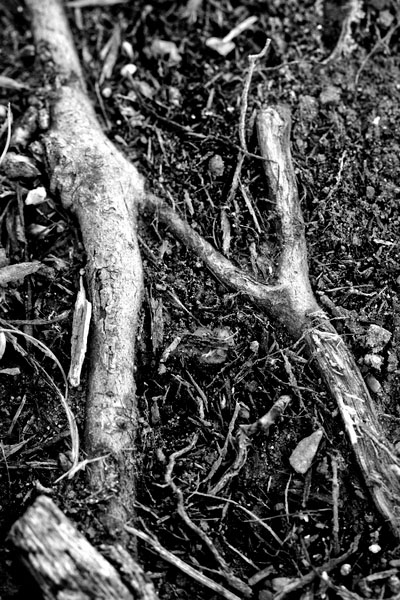 N (tree root)