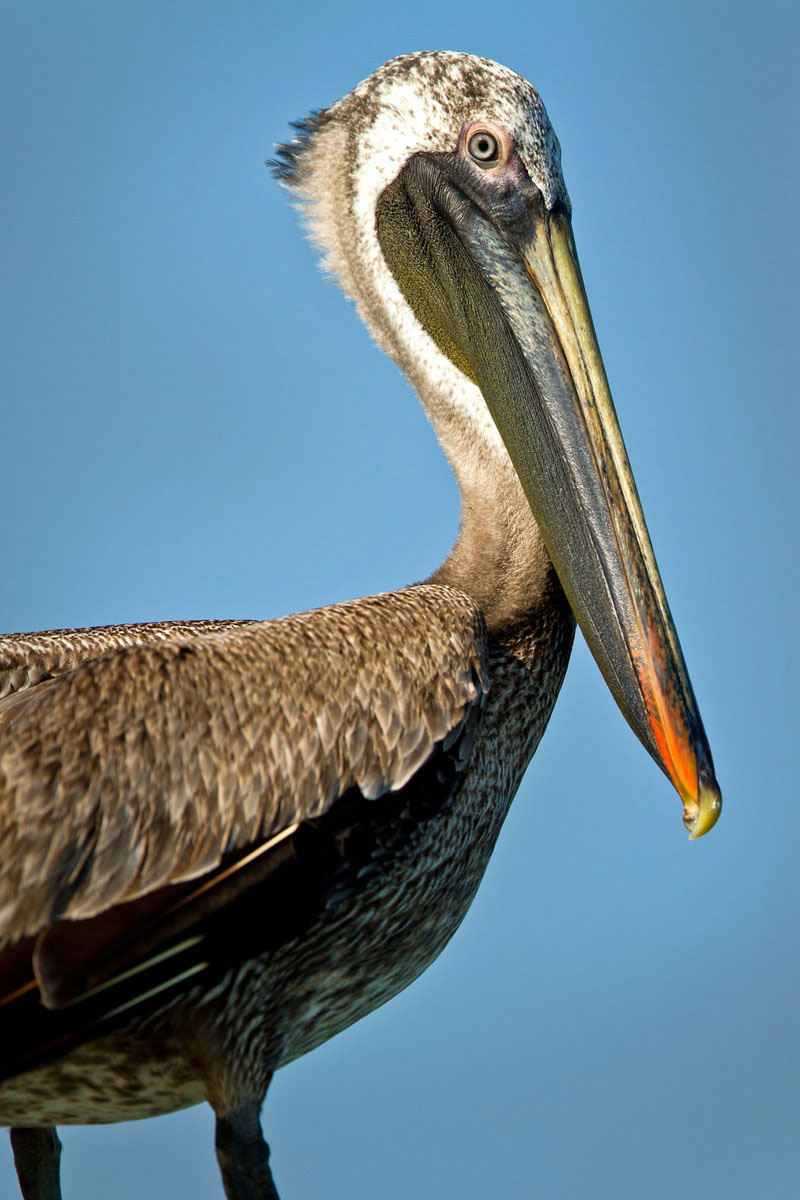 Caribbean Brown Pelican (Belize)