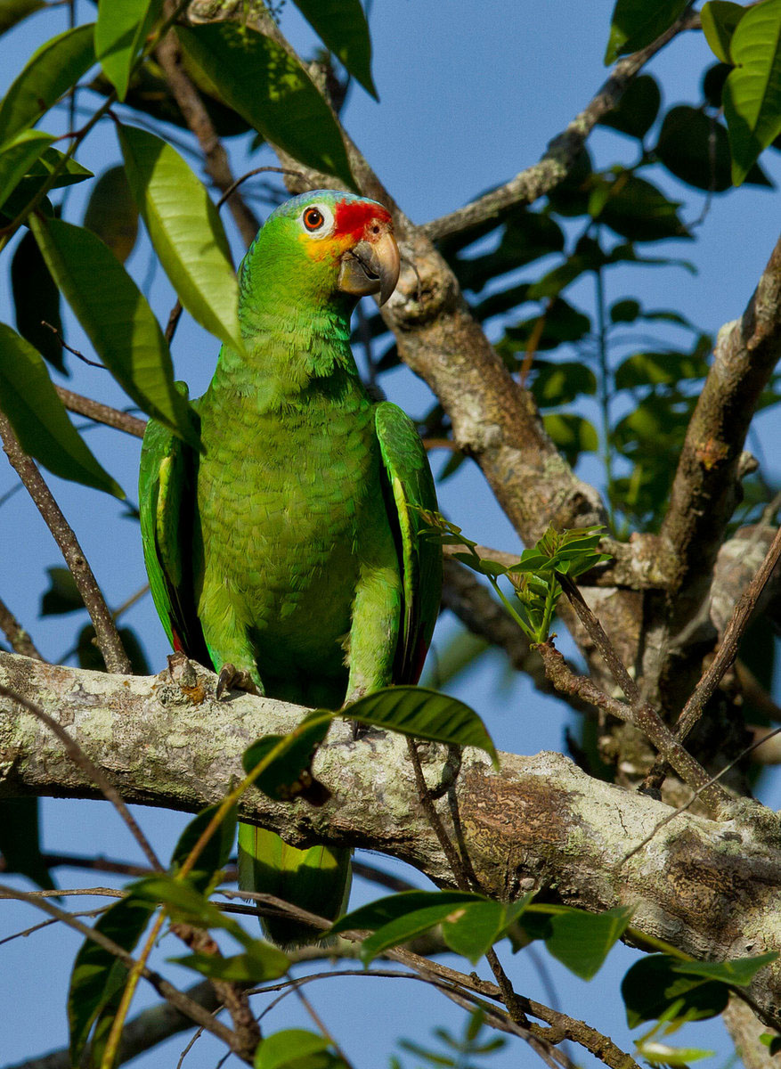 Red-lored Parrot (2) (Belize)