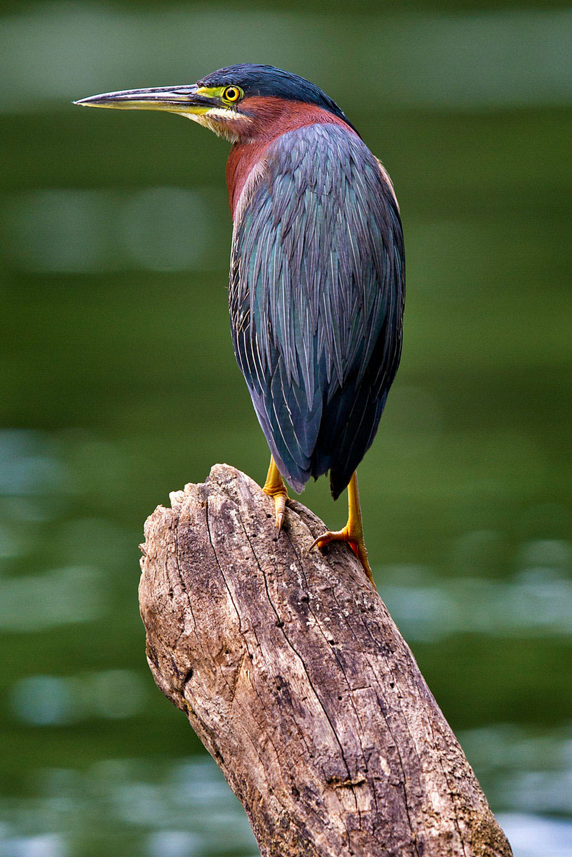 Green Heron (Belize)